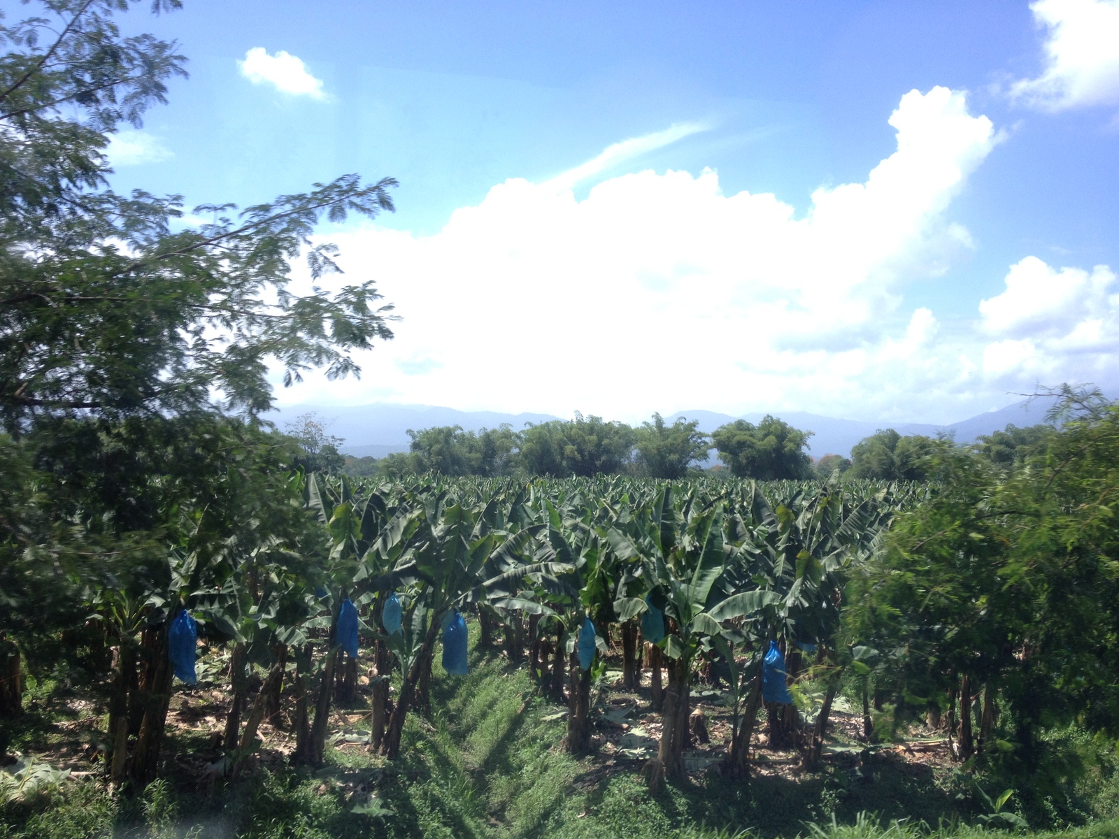 รูปถ่าย คอสตาริกา(Costa Rica) จากลีมอนไปซีกีร์เรส(Limon to Siquirres) 2015-03 23