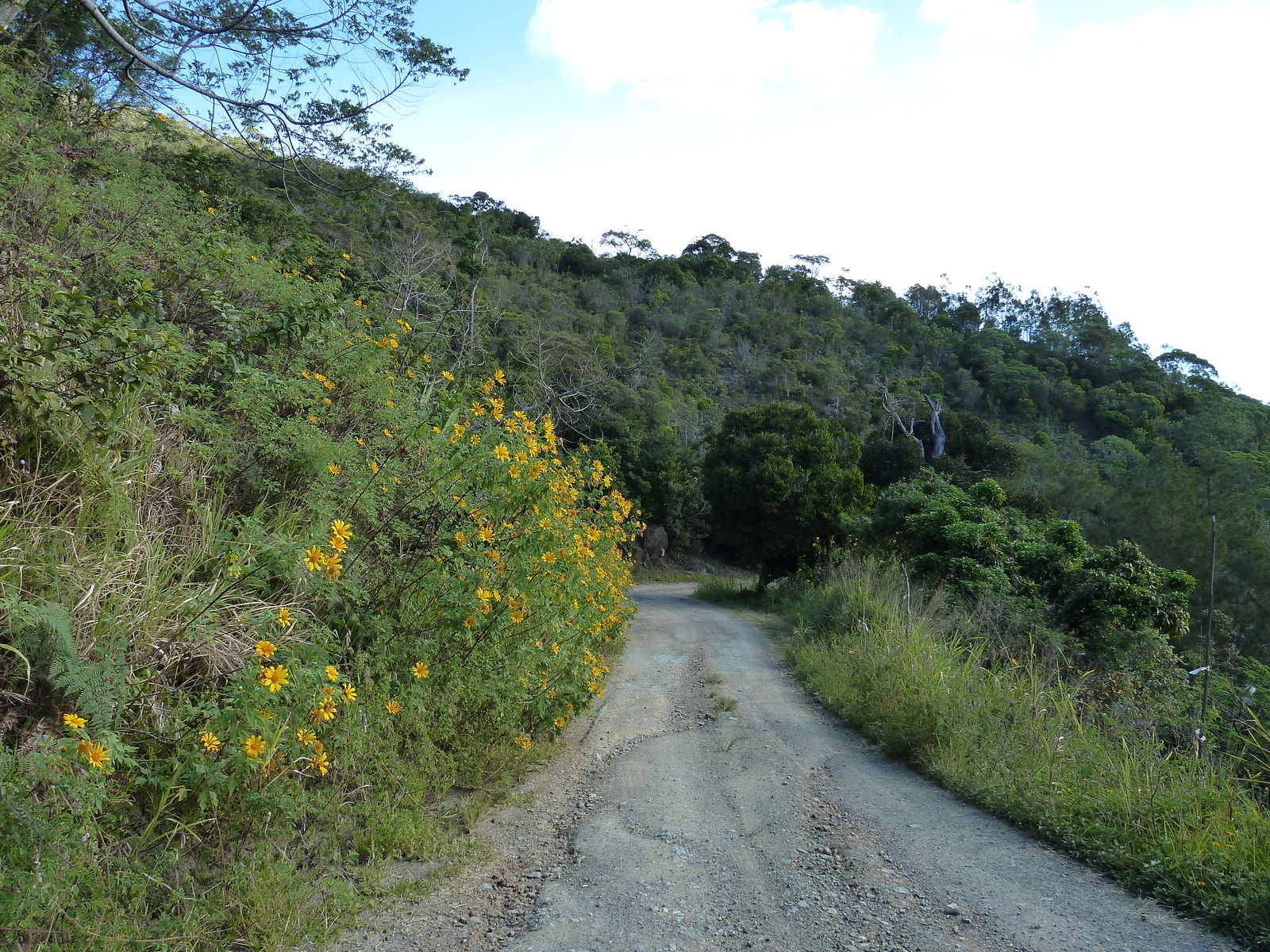 รูปถ่าย นิวแคลิโดเนีย(New Caledonia) ถนนจากทีโอไปกานาลา(Thio to Canala road) 2010-05 63