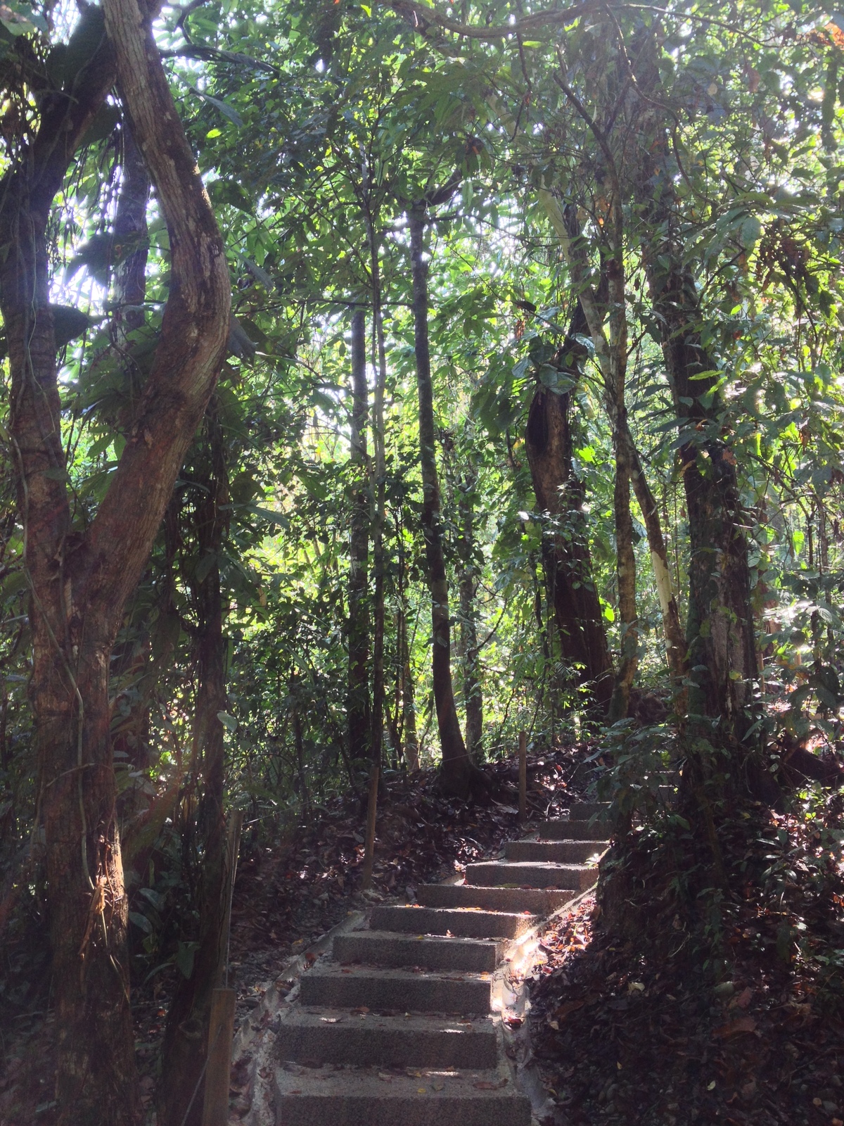 รูปถ่าย คอสตาริกา(Costa Rica) มานวยล์อันโตนีโอ(Manuel Antonio) 2015-03 507