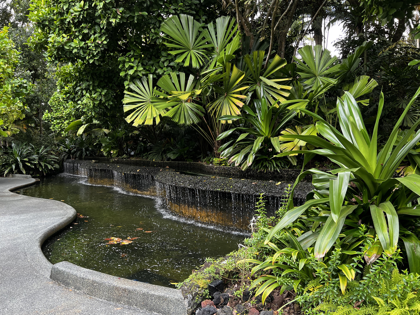 รูปถ่าย สิงคโปร์(Singapore) สวนพฤกษศาสตร์สิงคโปร์(Singapore Botanic Gardens) 2023-01 53