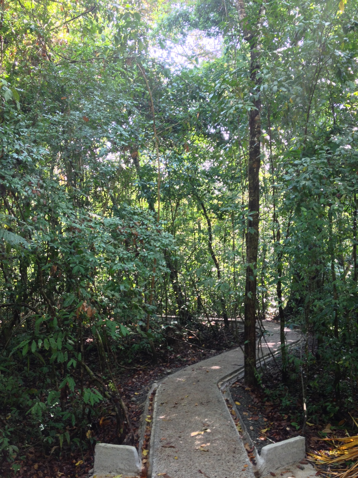 รูปถ่าย คอสตาริกา(Costa Rica) มานวยล์อันโตนีโอ(Manuel Antonio) 2015-03 138