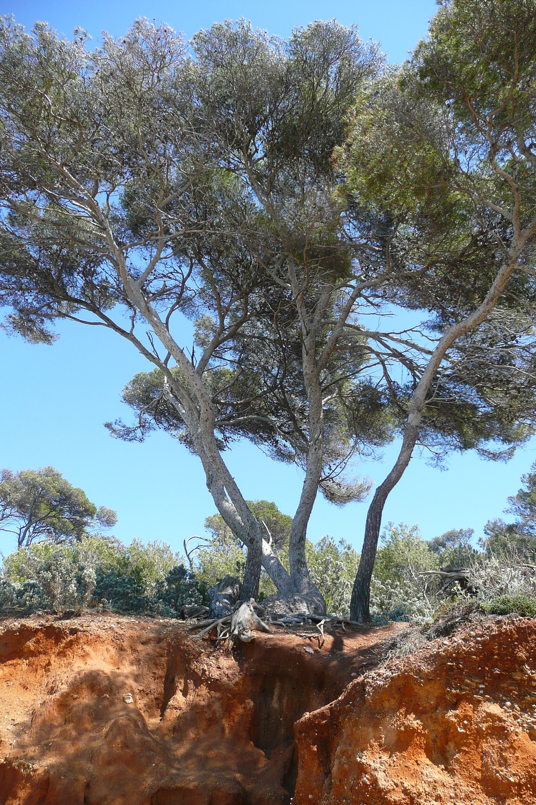 รูปถ่าย ฝรั่งเศส(France) เกาะปอร์เกอรอล(Porquerolles Island) หาดกูร์ตาด(Courtade beach) 2008-05 4