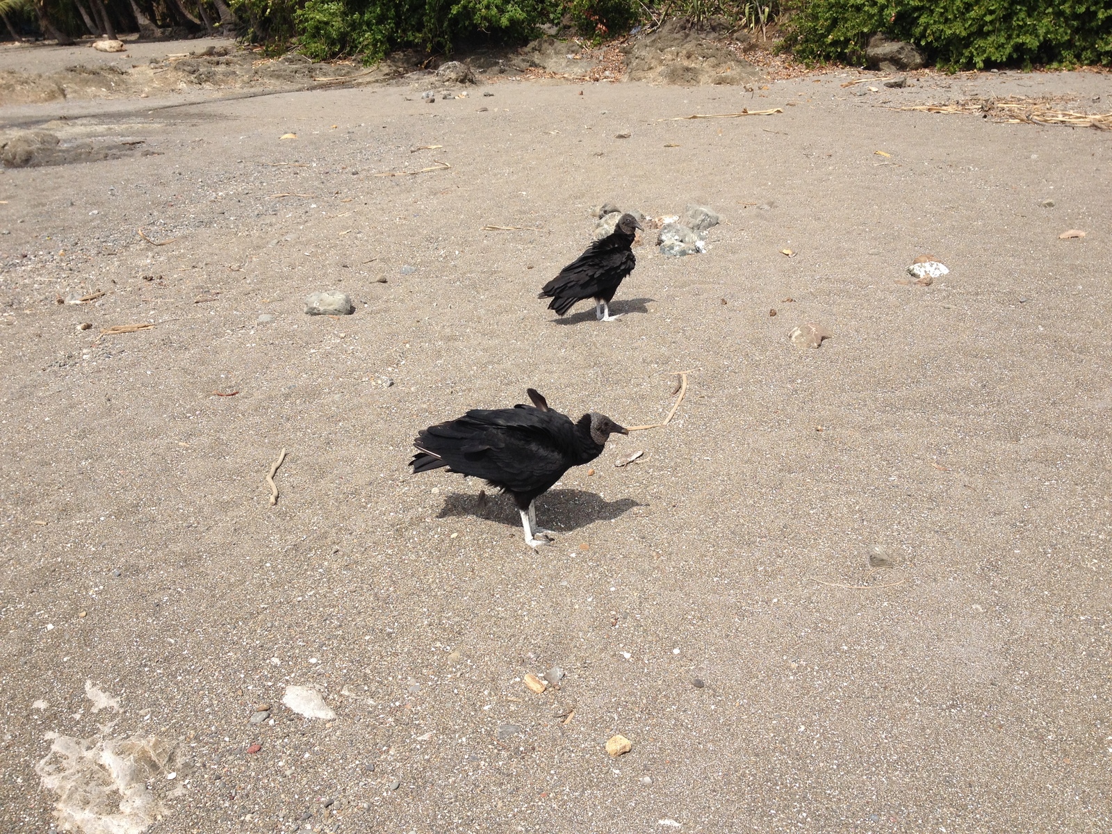 รูปถ่าย คอสตาริกา(Costa Rica) 2015-03 24