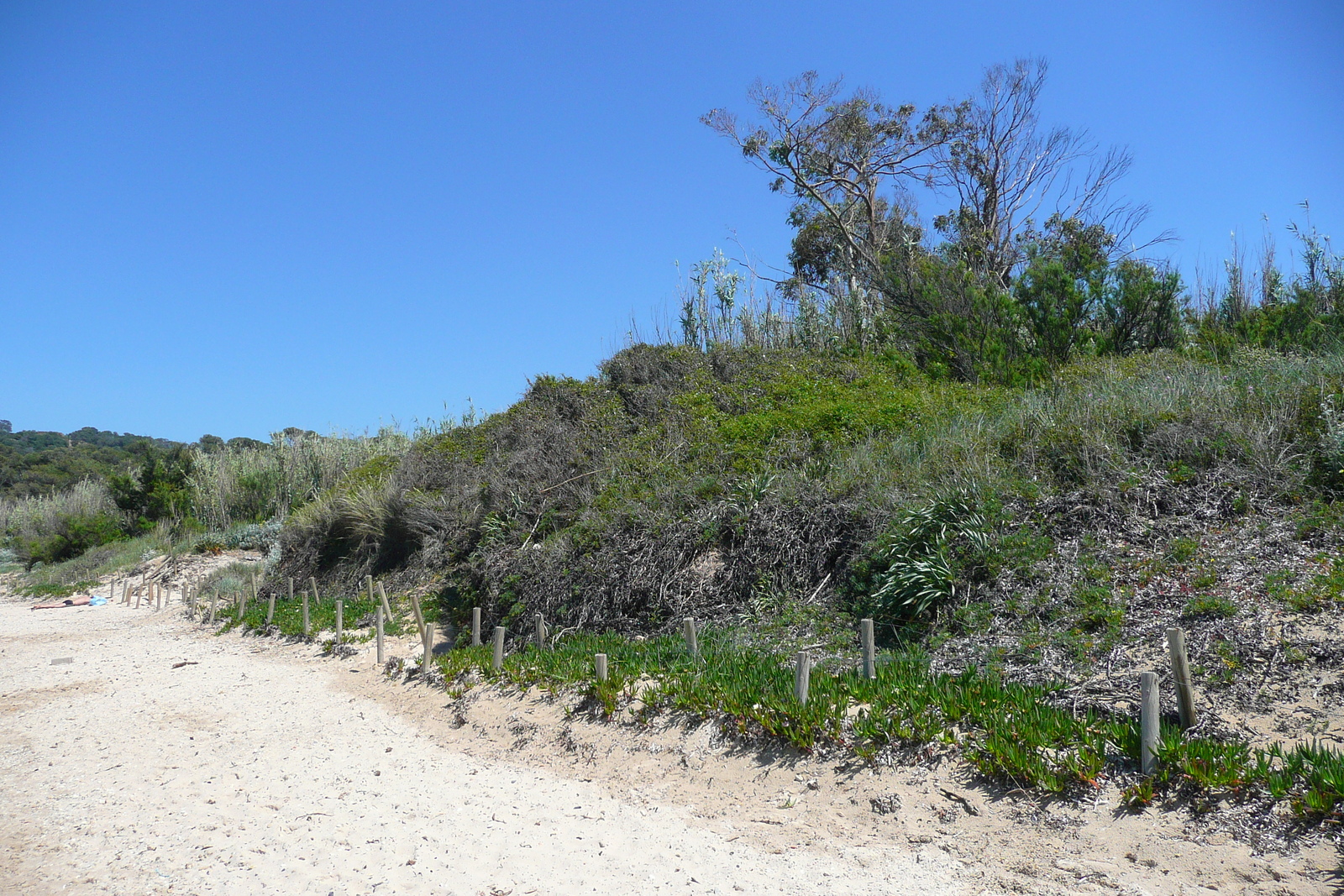 รูปถ่าย ฝรั่งเศส(France) เกาะปอร์เกอรอล(Porquerolles Island) หาดกูร์ตาด(Courtade beach) 2008-05 69