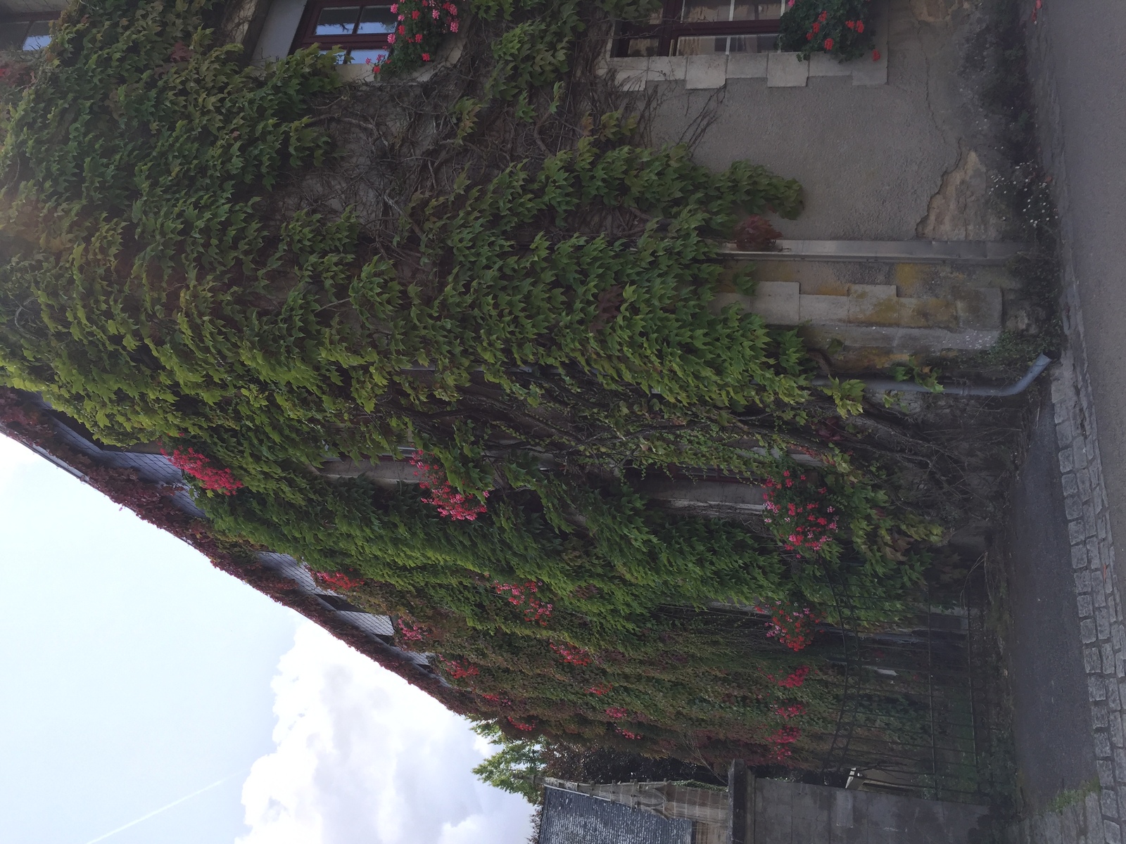 รูปถ่าย ฝรั่งเศส(France) รอชฟอร์-อ็อง-แตร์(Rochefort en terre) 2017-08 85