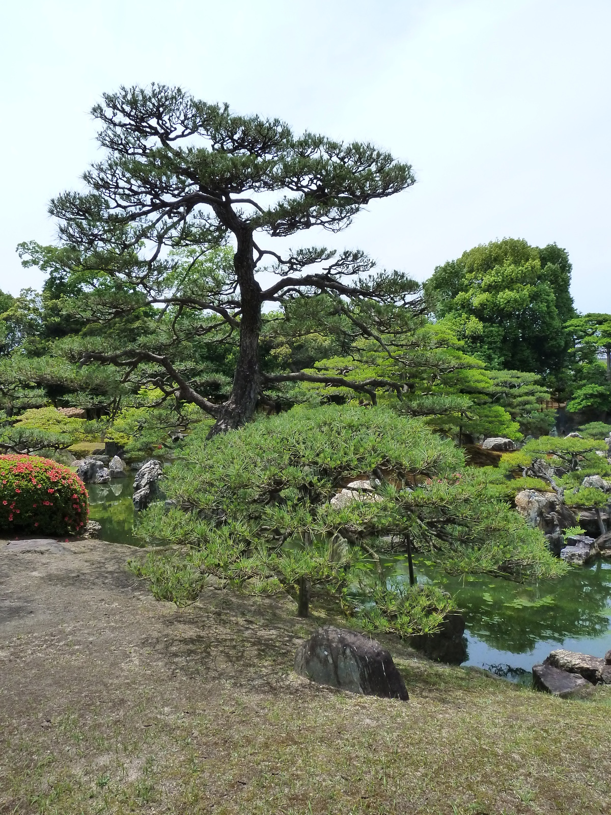 รูปถ่าย ญี่ปุ่น(Japan) เกียวโต(Kyoto) ปราสาทนิโจ(Nijo Castle) สวนนิโนมะรุ(Ninomaru Garden) 2010-06 22