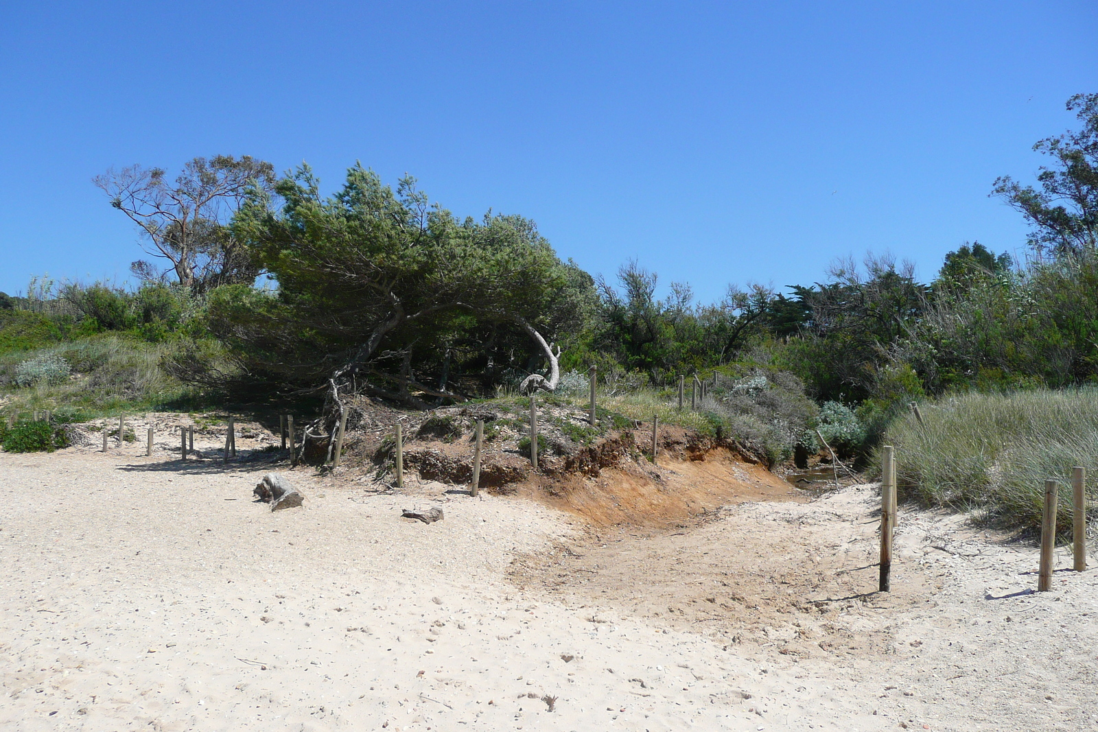 รูปถ่าย ฝรั่งเศส(France) เกาะปอร์เกอรอล(Porquerolles Island) หาดกูร์ตาด(Courtade beach) 2008-05 33