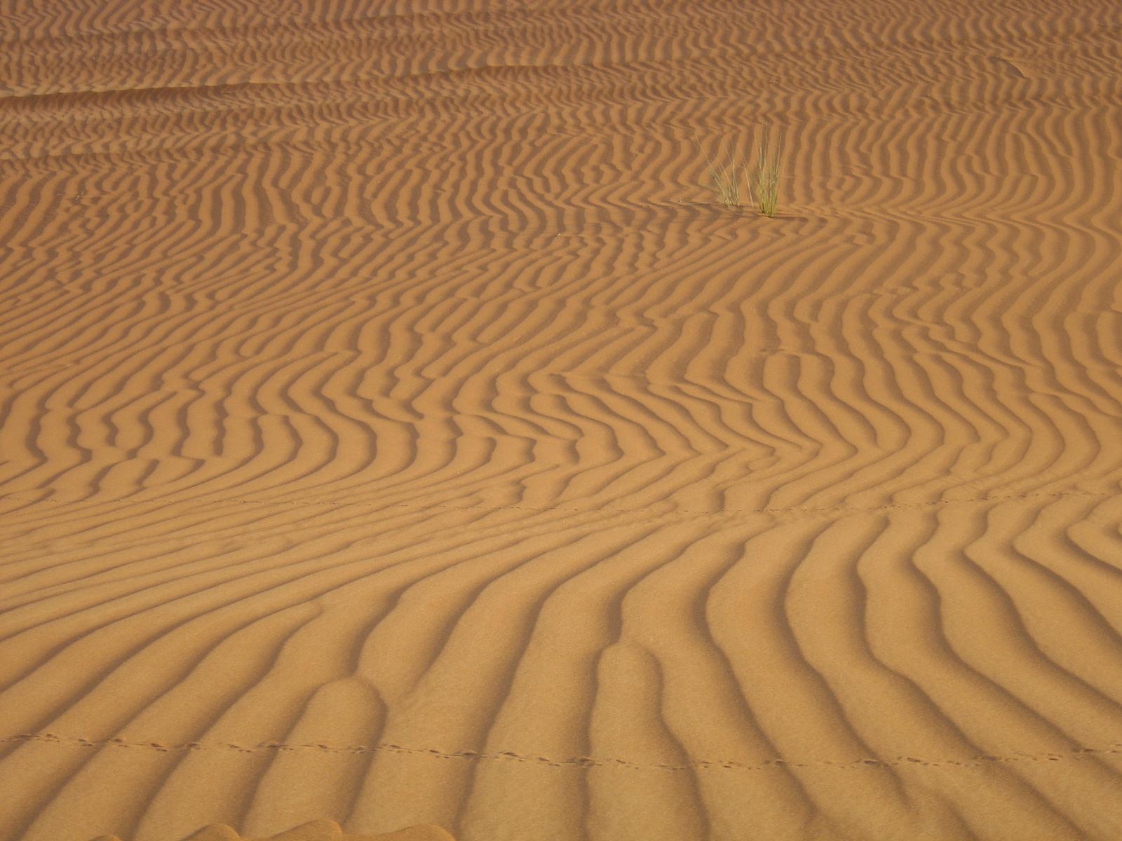 รูปถ่าย สหรัฐอาหรับเอมิเรตส์(United Arab Emirates) อาเลอิน(Al Ain) ทะเล(Desert) 2005-11 4