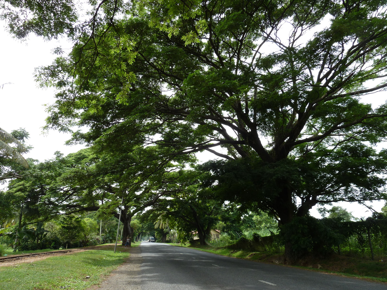 รูปถ่าย ฟิจิ(Fiji) เลาโตกา(Lautoka) 2010-05 11