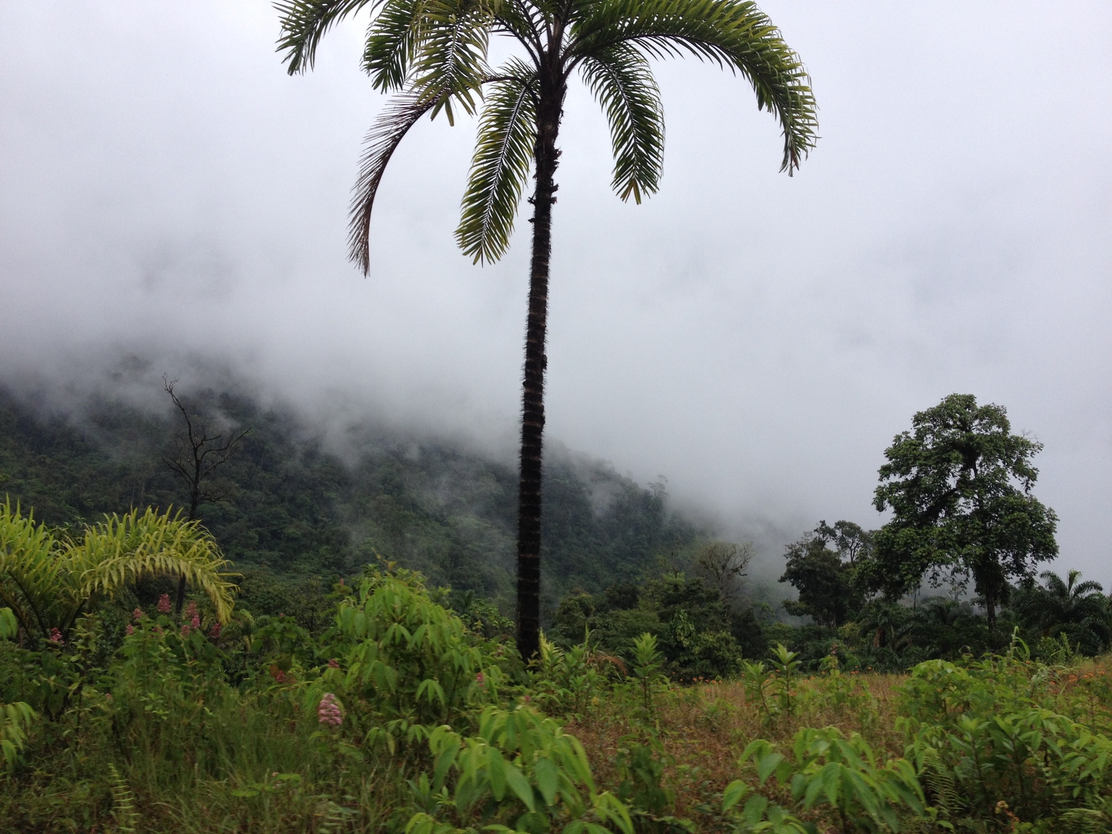 รูปถ่าย ปานามา(Panama) จากดาบิดไปโบกัสเดลโตโร(David to Bocas del toro) 2015-03 84
