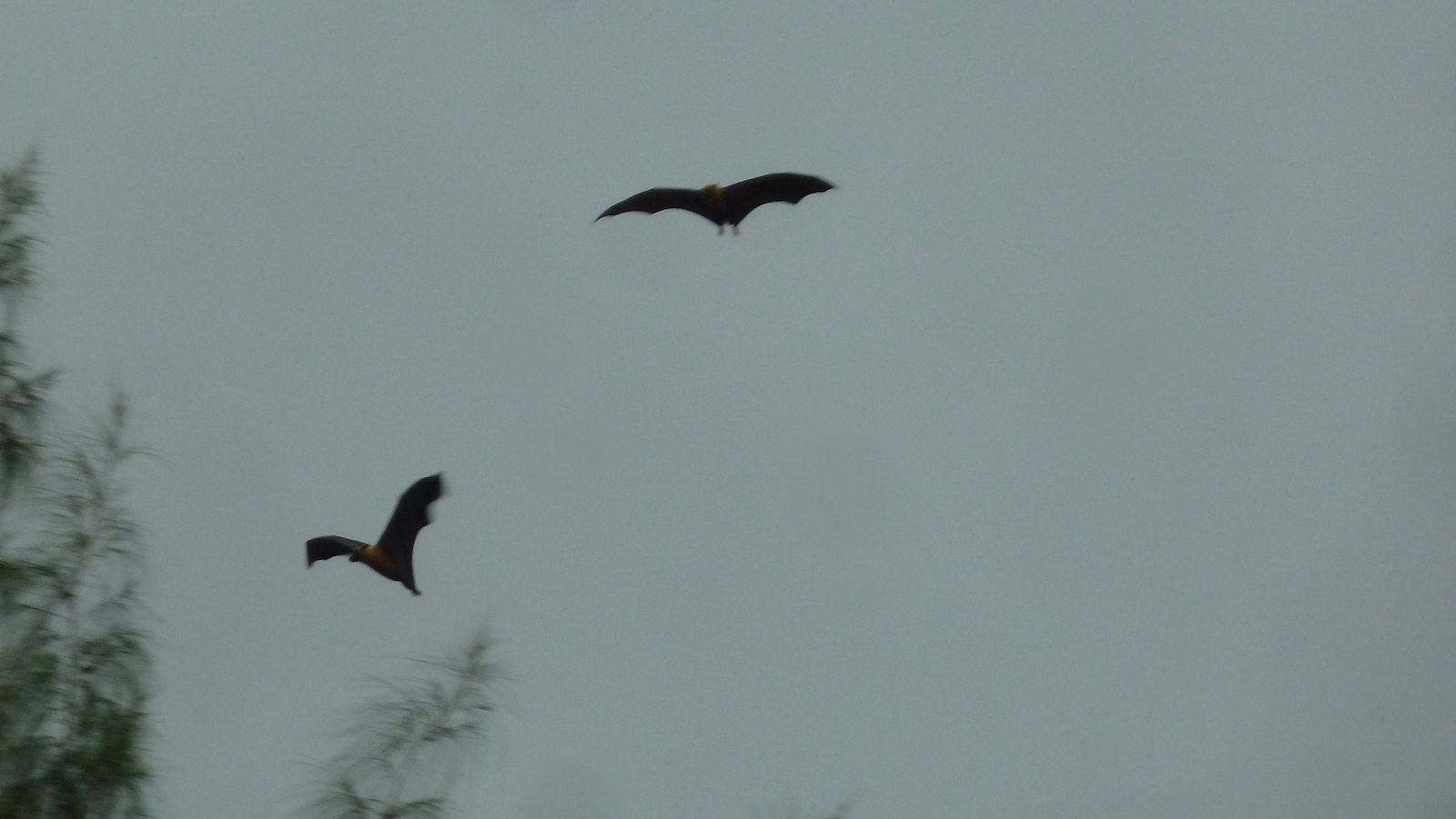 รูปถ่าย เซเชลส์(Seychelles) เกาะกูรีเยิซ(Curieuse) 2011-10 21