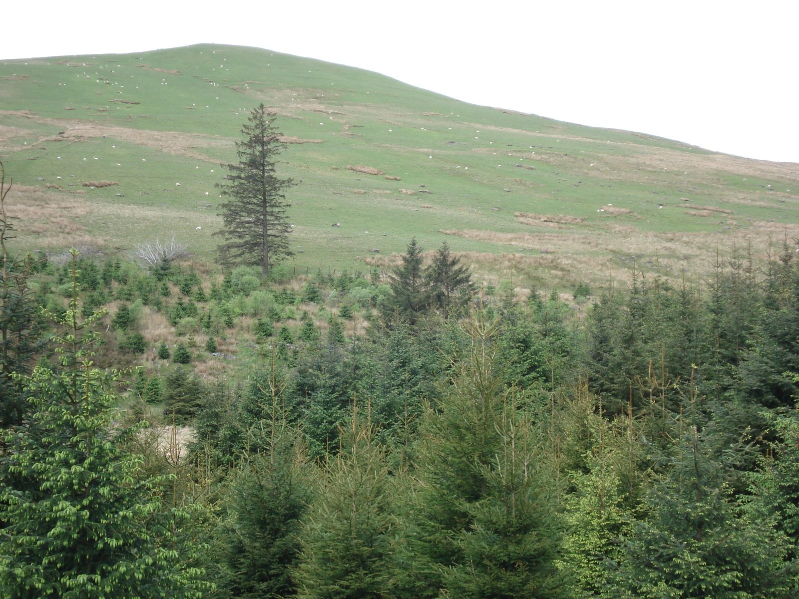 รูปถ่าย อังกฤษ(United Kingdom) อุทยานแห่งชาติเบรคอนบีคอนส์(Brecon Beacons National Park) 2006-05 94