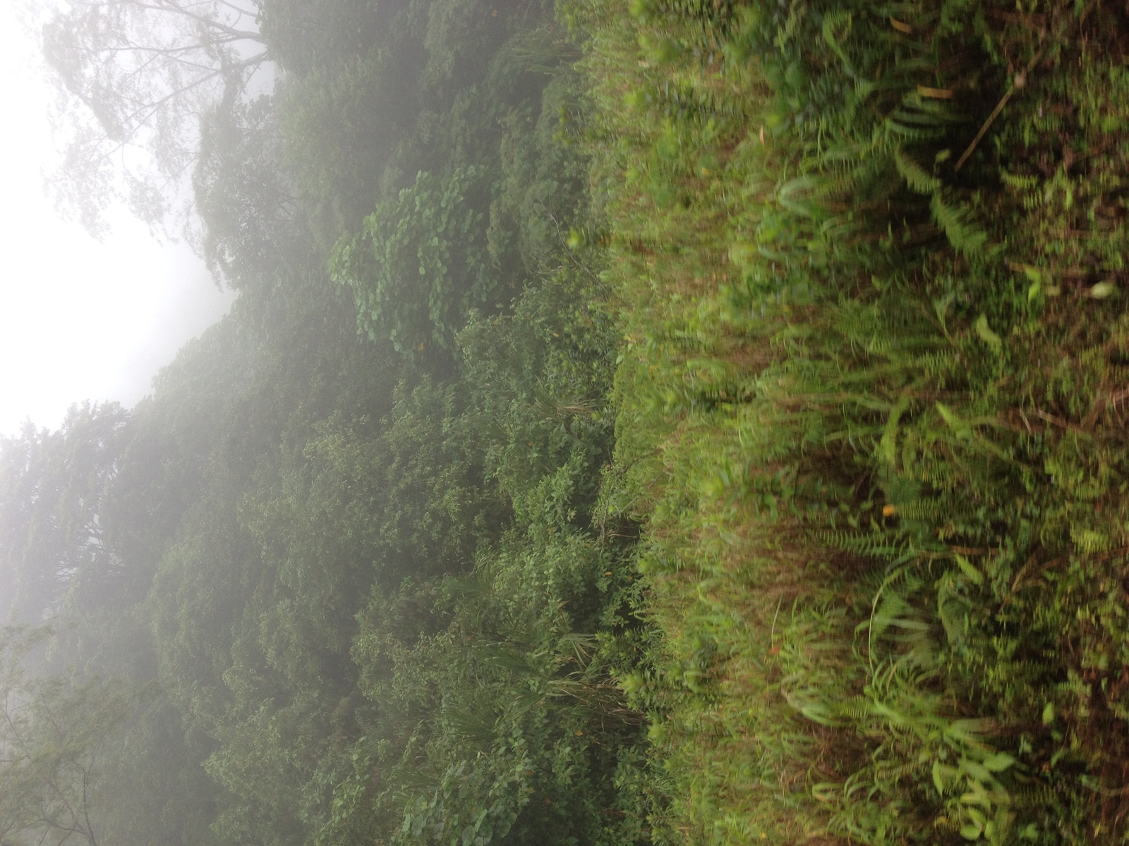 รูปถ่าย ปานามา(Panama) จากดาบิดไปโบกัสเดลโตโร(David to Bocas del toro) 2015-03 45