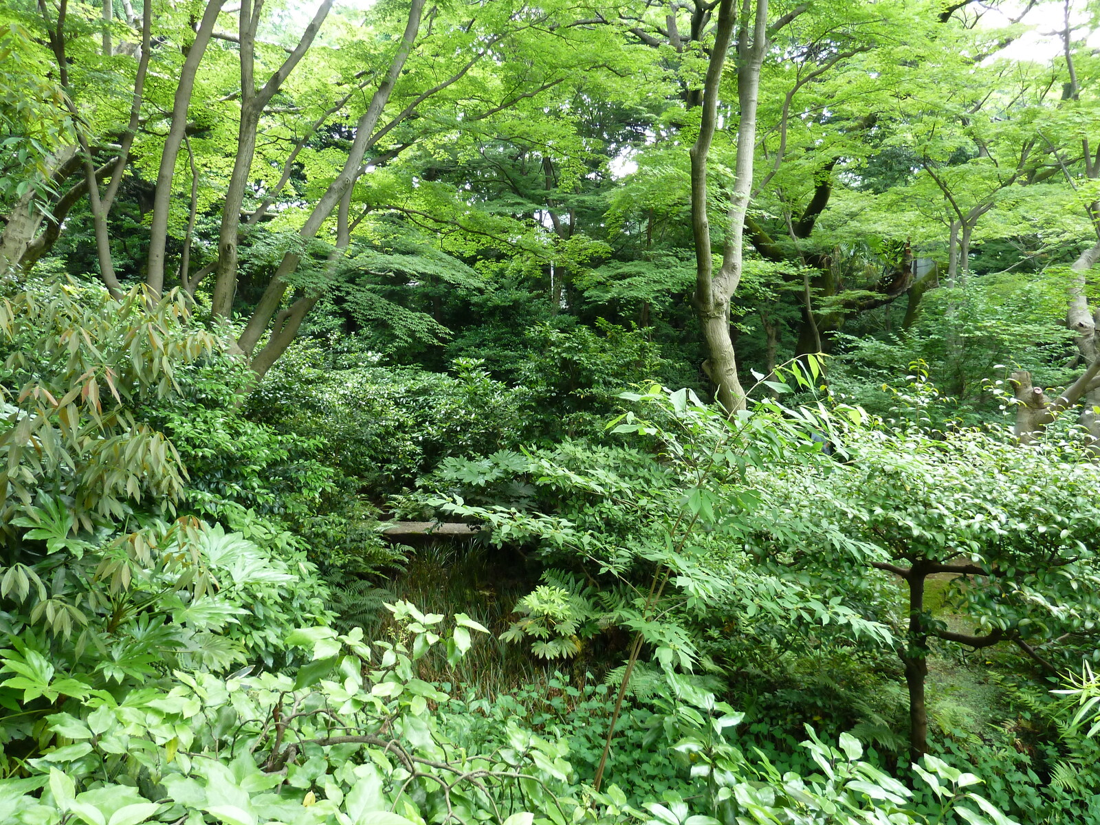 รูปถ่าย ญี่ปุ่น(Japan) โตเกียว(Tokyo) พิพิธภัณฑ์เนซุ(Nezu Museum) 2010-06 112