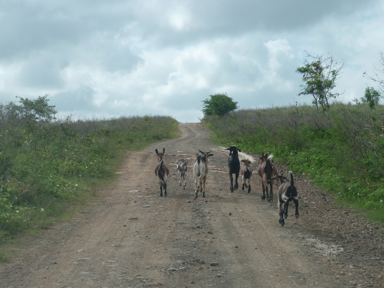 รูปถ่าย ฟิจิ(Fiji) ถนนจากนาดีไปนาตาโดลา(Nadi to Natadola road) 2010-05 23