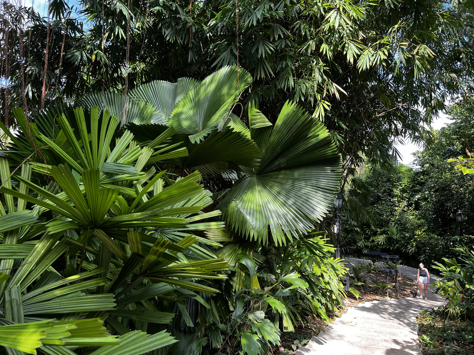 รูปถ่าย สิงคโปร์(Singapore) สวนพฤกษศาสตร์สิงคโปร์(Singapore Botanic Gardens) 2023-01 126