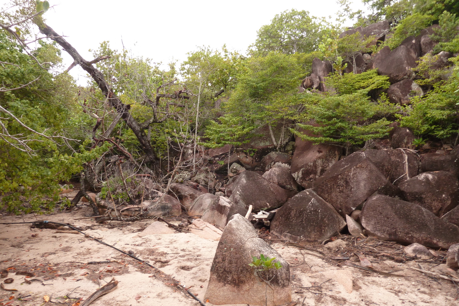 รูปถ่าย เซเชลส์(Seychelles) เกาะกูรีเยิซ(Curieuse) 2011-10 25