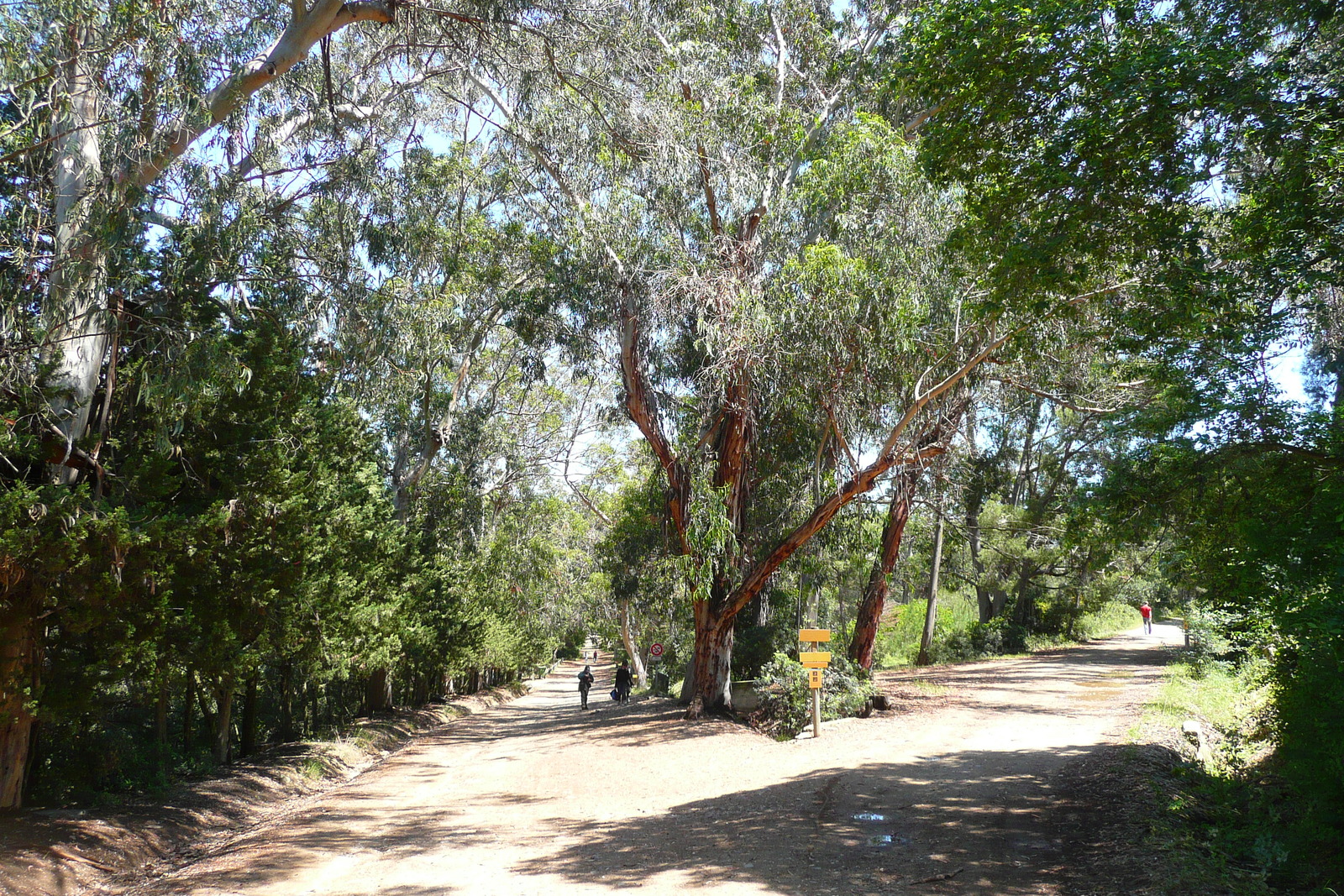 รูปถ่าย ฝรั่งเศส(France) เกาะปอร์เกอรอล(Porquerolles Island) ที่ราบกูร์ตาด(Plaine de la courtade) 2008-05 34