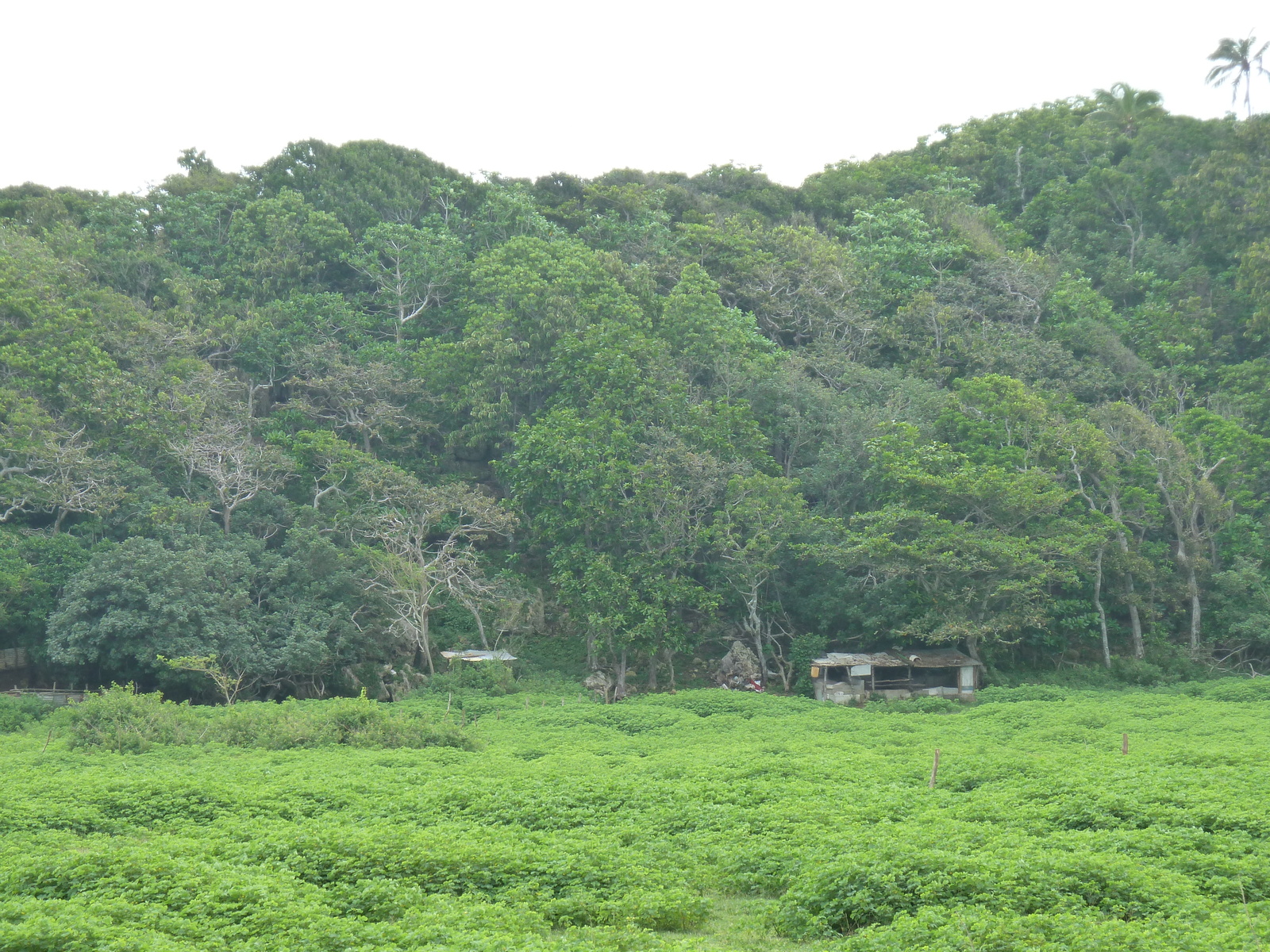 รูปถ่าย ฟิจิ(Fiji) ถนนจากนาดีไปนาตาโดลา(Nadi to Natadola road) 2010-05 77
