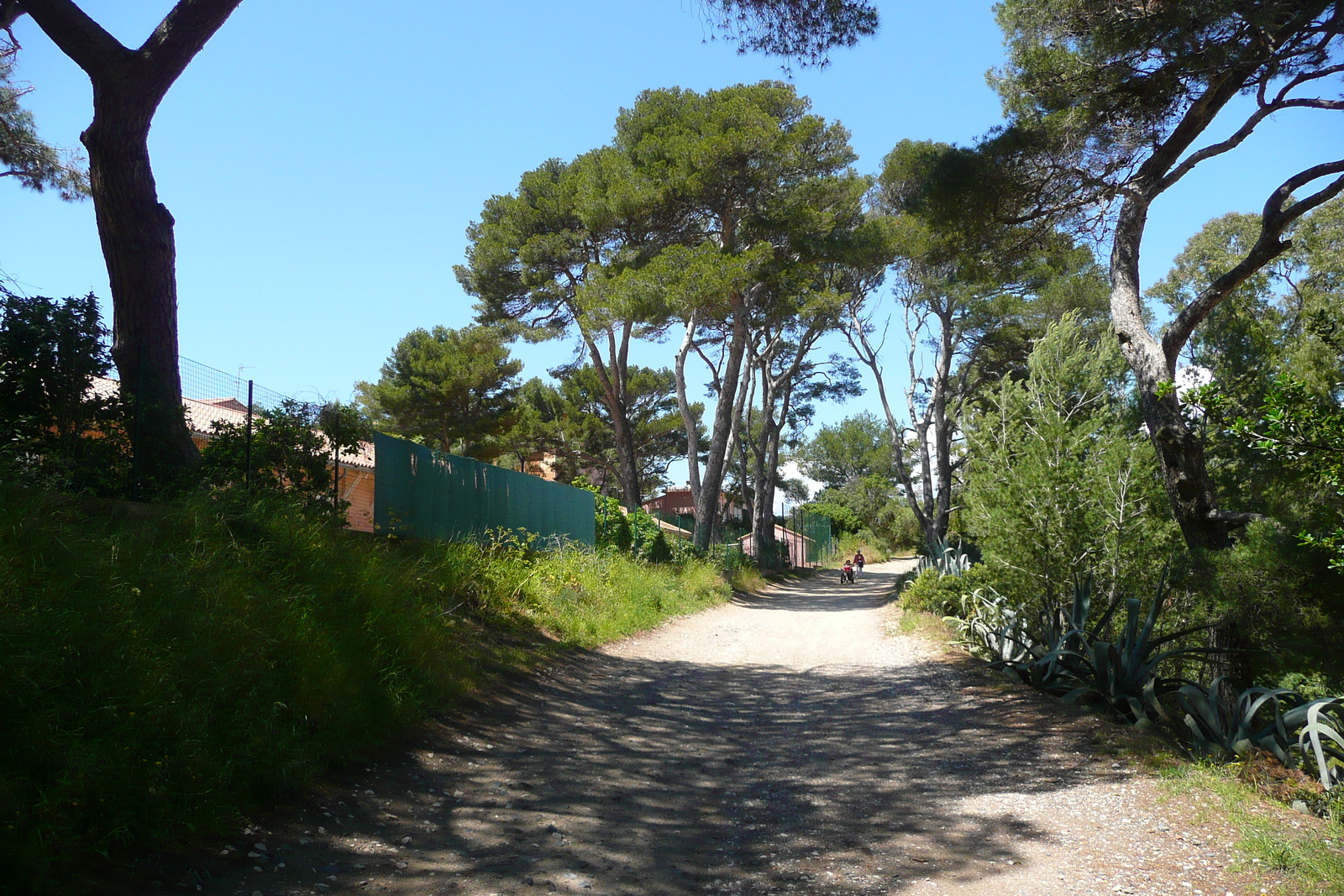 รูปถ่าย ฝรั่งเศส(France) เกาะปอร์เกอรอล(Porquerolles Island) แหลมแบร์ลีเยอ(Bearlieu Point) 2008-05 14