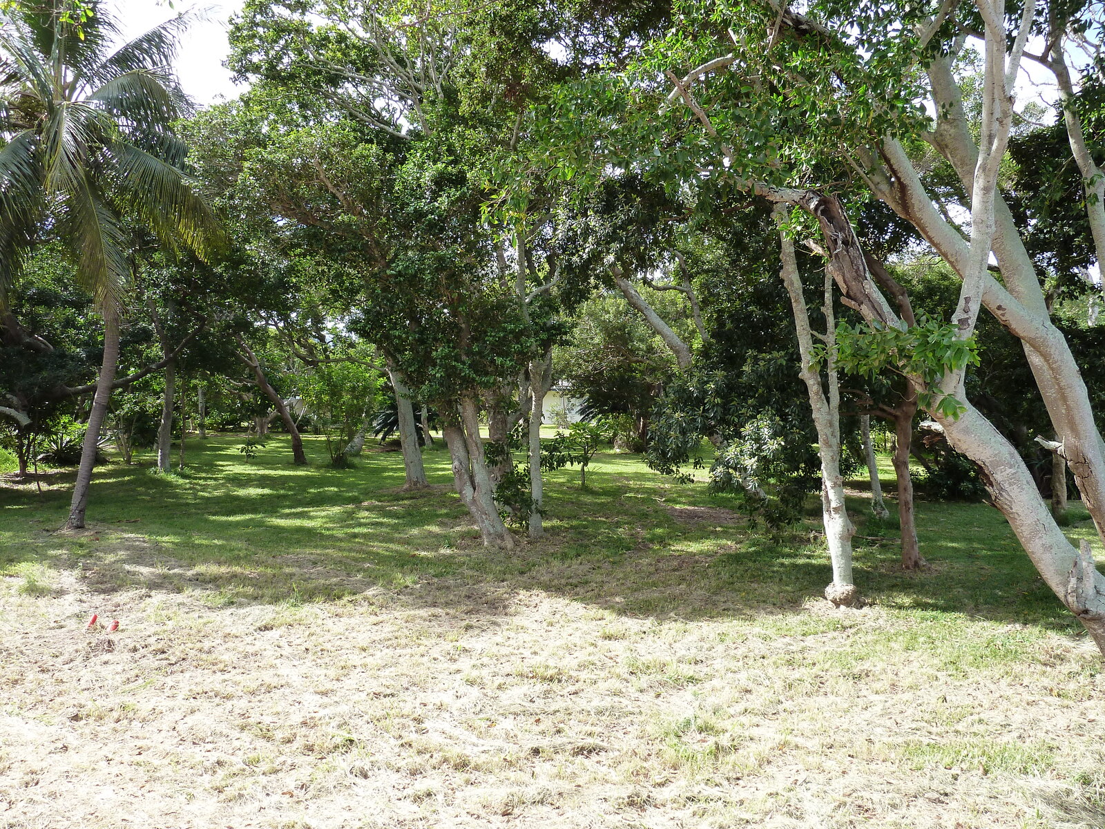 รูปถ่าย นิวแคลิโดเนีย(New Caledonia) นูเมอา(Noumea) อ่าวอ็องส์วาตา(Anse Vata) 2010-05 33