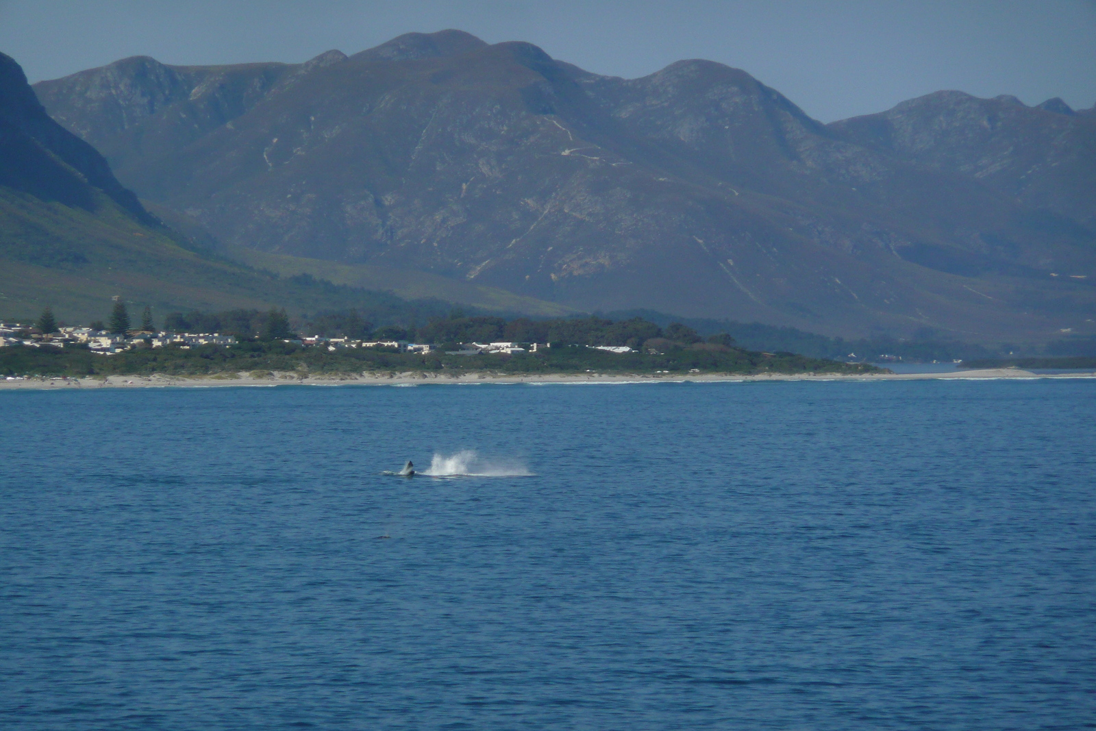 รูปถ่าย แอฟริกาใต้(South Africa) เฮอร์มานัส(Harmanus) 2008-09 173
