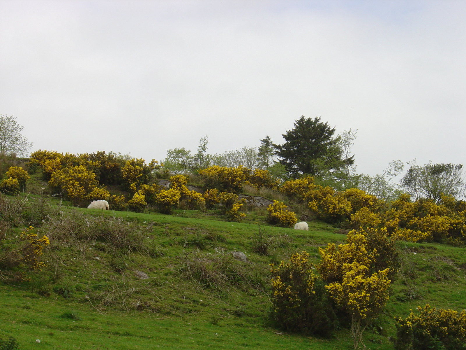 รูปถ่าย ไอร์แลนด์(Ireland) เคอร์รี่(Kerry) เคนแมร์(Kenmare) เทมปลีโน(Templenoe) 2004-05 11