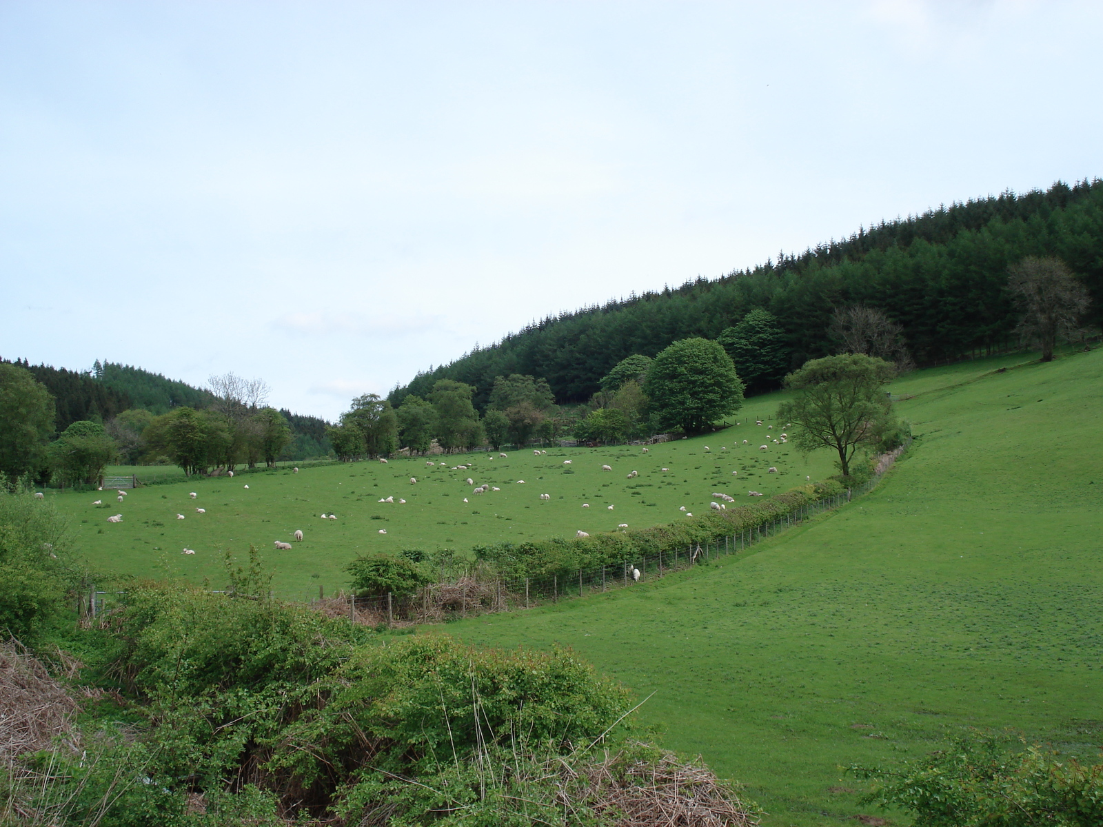 รูปถ่าย อังกฤษ(United Kingdom) อุทยานแห่งชาติเบรคอนบีคอนส์(Brecon Beacons National Park) 2006-05 33