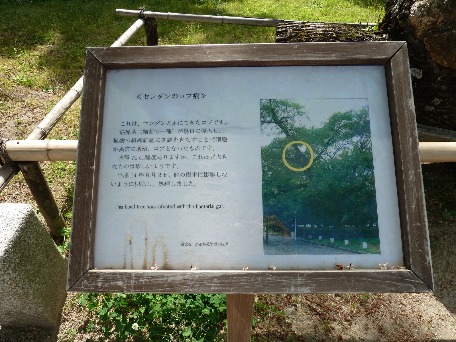 รูปถ่าย ญี่ปุ่น(Japan) เกียวโต(Kyoto) สวนเกียวโตเกียวเอ็ง(Kyoto Gyoen Garden) 2010-06 61