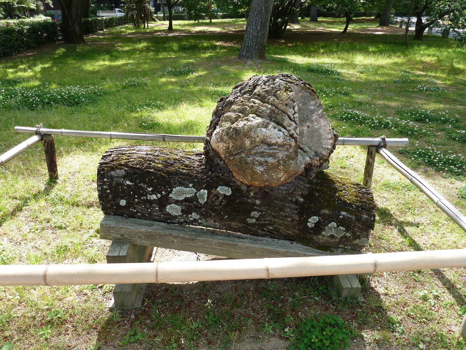 รูปถ่าย ญี่ปุ่น(Japan) เกียวโต(Kyoto) สวนเกียวโตเกียวเอ็ง(Kyoto Gyoen Garden) 2010-06 62