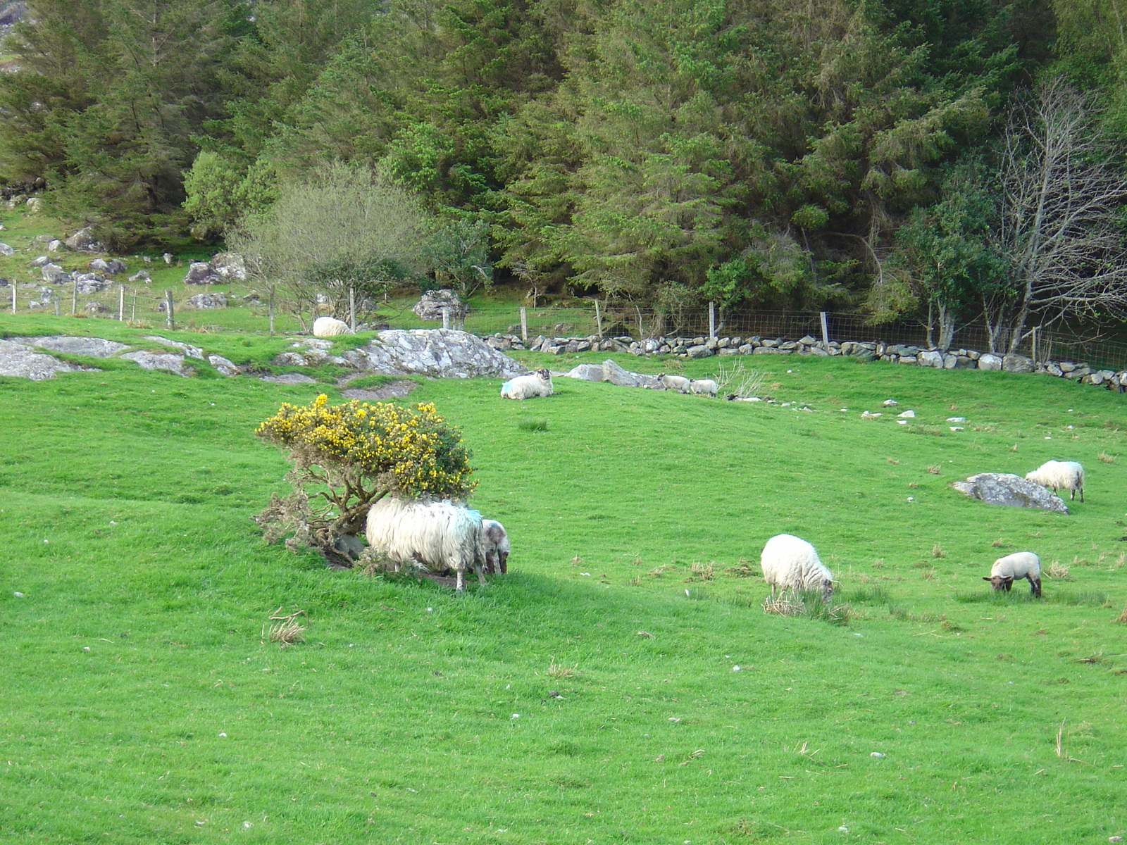 รูปถ่าย ไอร์แลนด์(Ireland) เคอร์รี่(Kerry) สวนสาธารณะคิลลาร์นีย์เนชั่นเนล(Killarney National Park) 2004-05 3