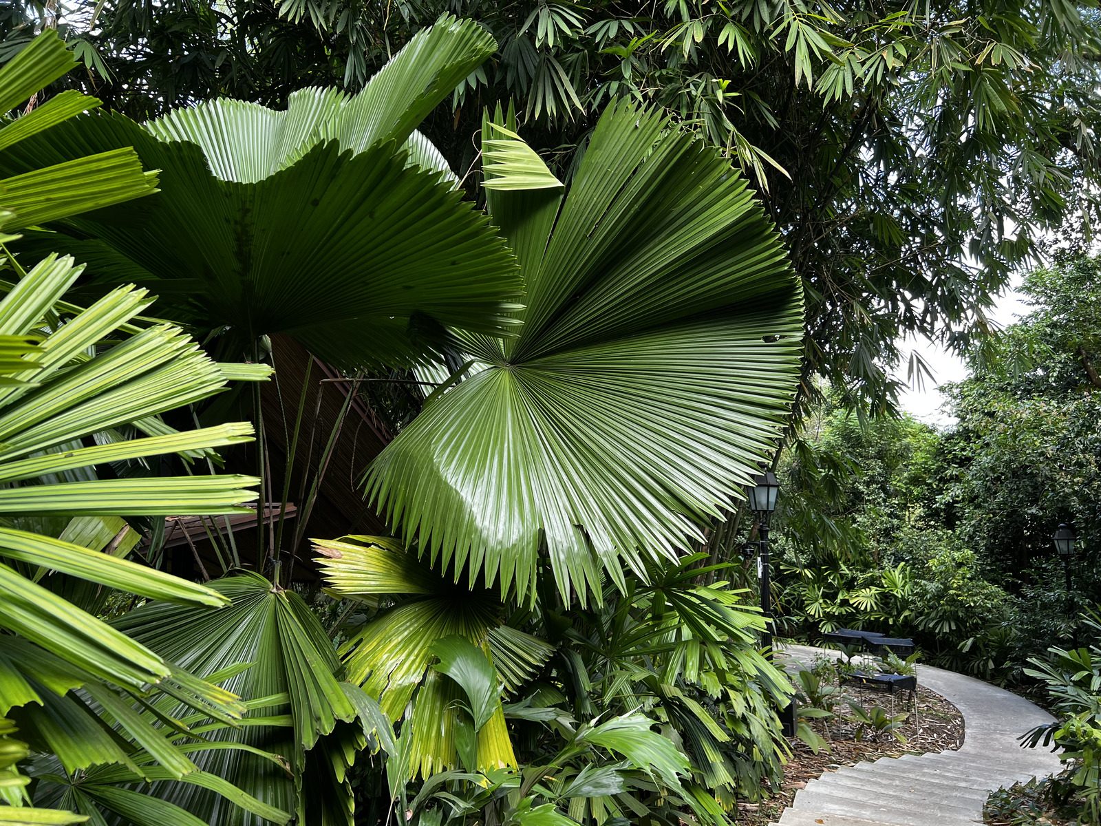 รูปถ่าย สิงคโปร์(Singapore) สวนพฤกษศาสตร์สิงคโปร์(Singapore Botanic Gardens) 2023-01 21