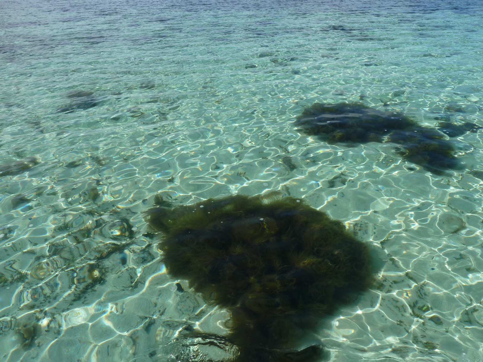 รูปถ่าย ฟิจิ(Fiji) รีสอร์ตเกาะอามูนูกา(Amunuca Island Resort) 2010-05 4