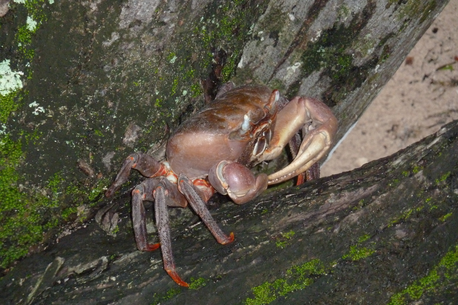 รูปถ่าย เซเชลส์(Seychelles) เกาะกูรีเยิซ(Curieuse) 2011-10 31