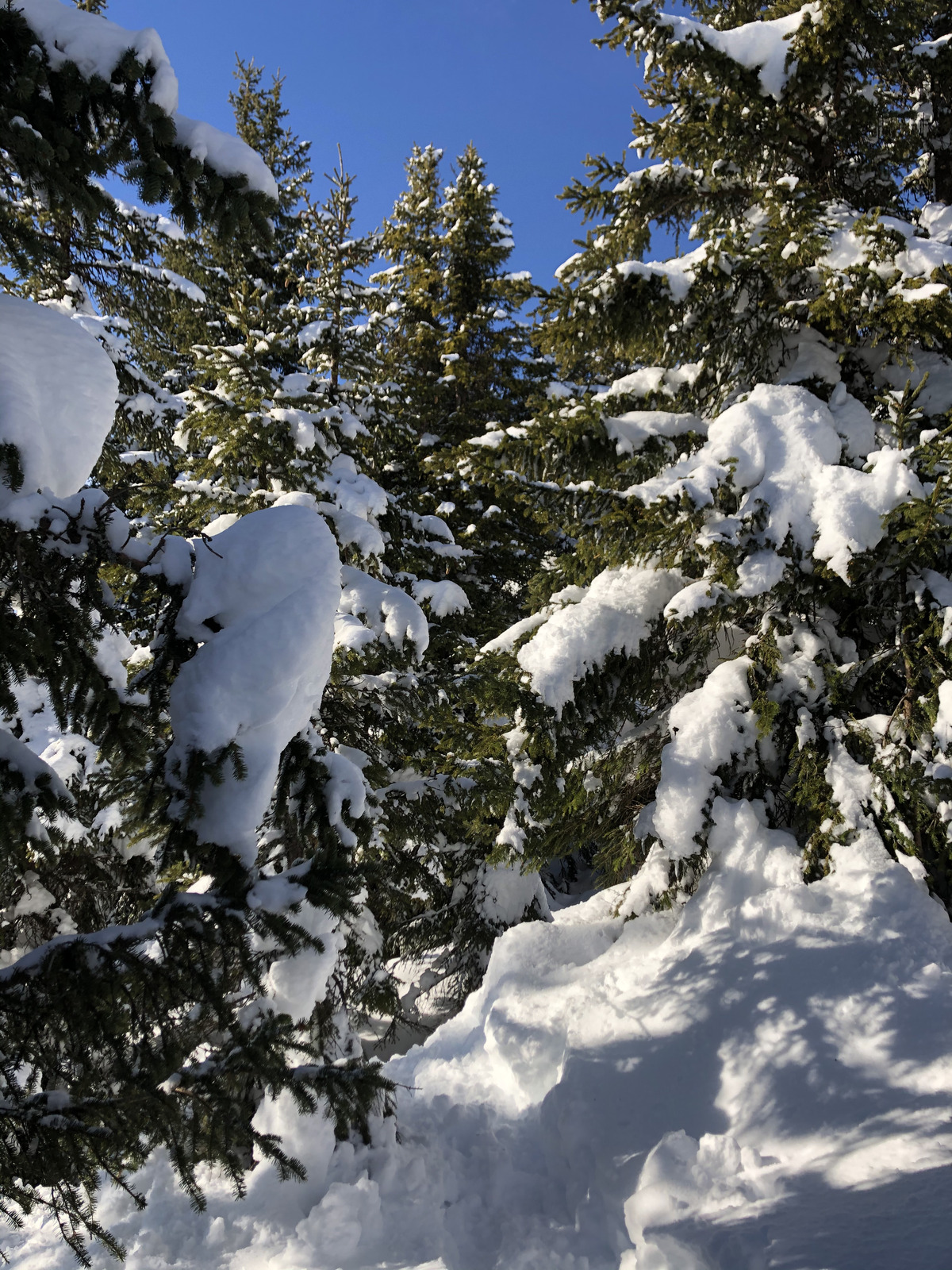รูปถ่าย ฝรั่งเศส(France) ปรา-ซูร์-อาร์ลี(Praz sur Arly) 2019-12 288