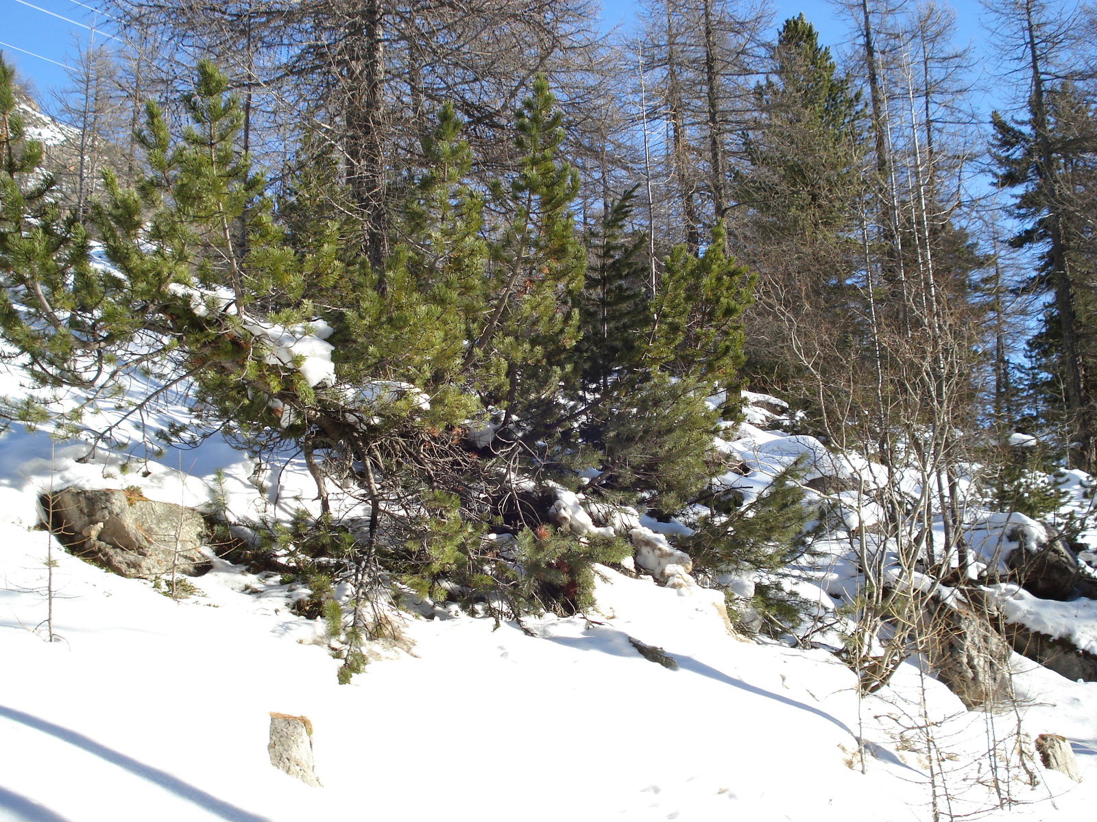 รูปถ่าย สวิสเซอร์แลนด์(Switzerland) จากปอนเตรซีนาไปลาโกเบียนโก(From Pontresina to Lago Bianco) 2007-01 4