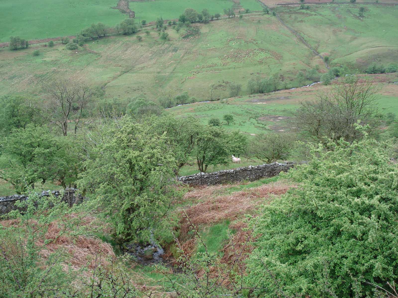 รูปถ่าย อังกฤษ(United Kingdom) อุทยานแห่งชาติเบรคอนบีคอนส์(Brecon Beacons National Park) 2006-05 119