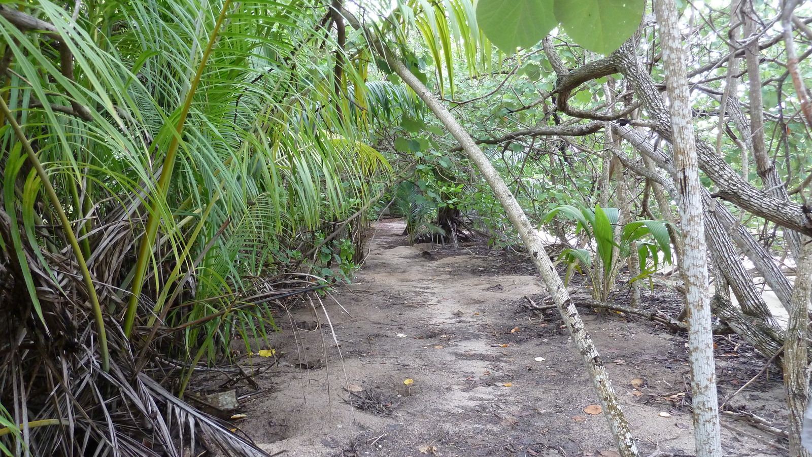 รูปถ่าย เซเชลส์(Seychelles) เกาะกูรีเยิซ(Curieuse) 2011-10 52