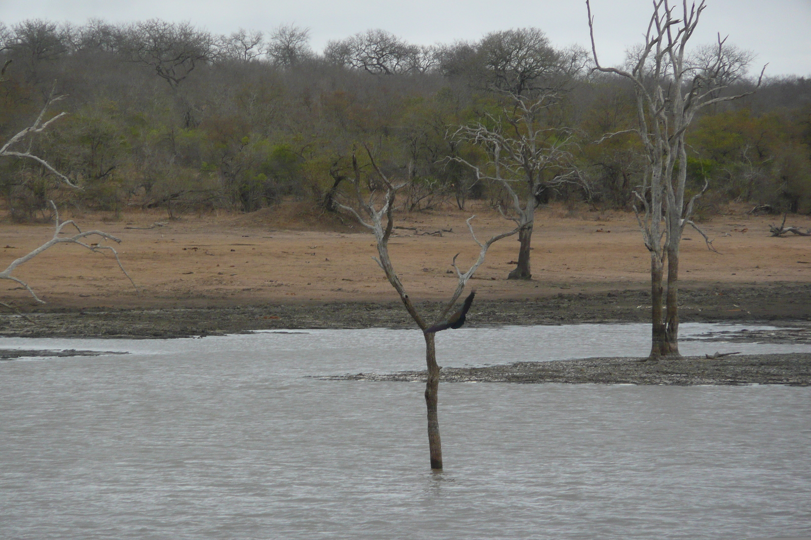 รูปถ่าย แอฟริกาใต้(South Africa) อุทยานแห่งชาติครูเกอร์(Kruger National Park) มปอนโด(Mpondo) 2008-09 31