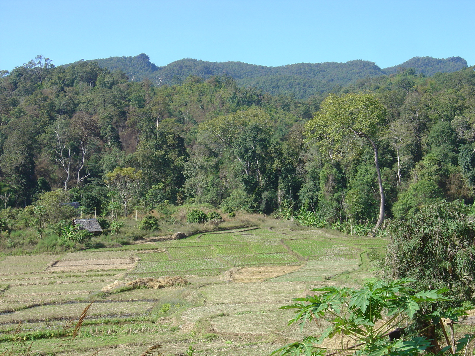 รูปถ่าย ไทย(Thailand) ปางมะผ้า(Pang Mapha) 2005-12 12