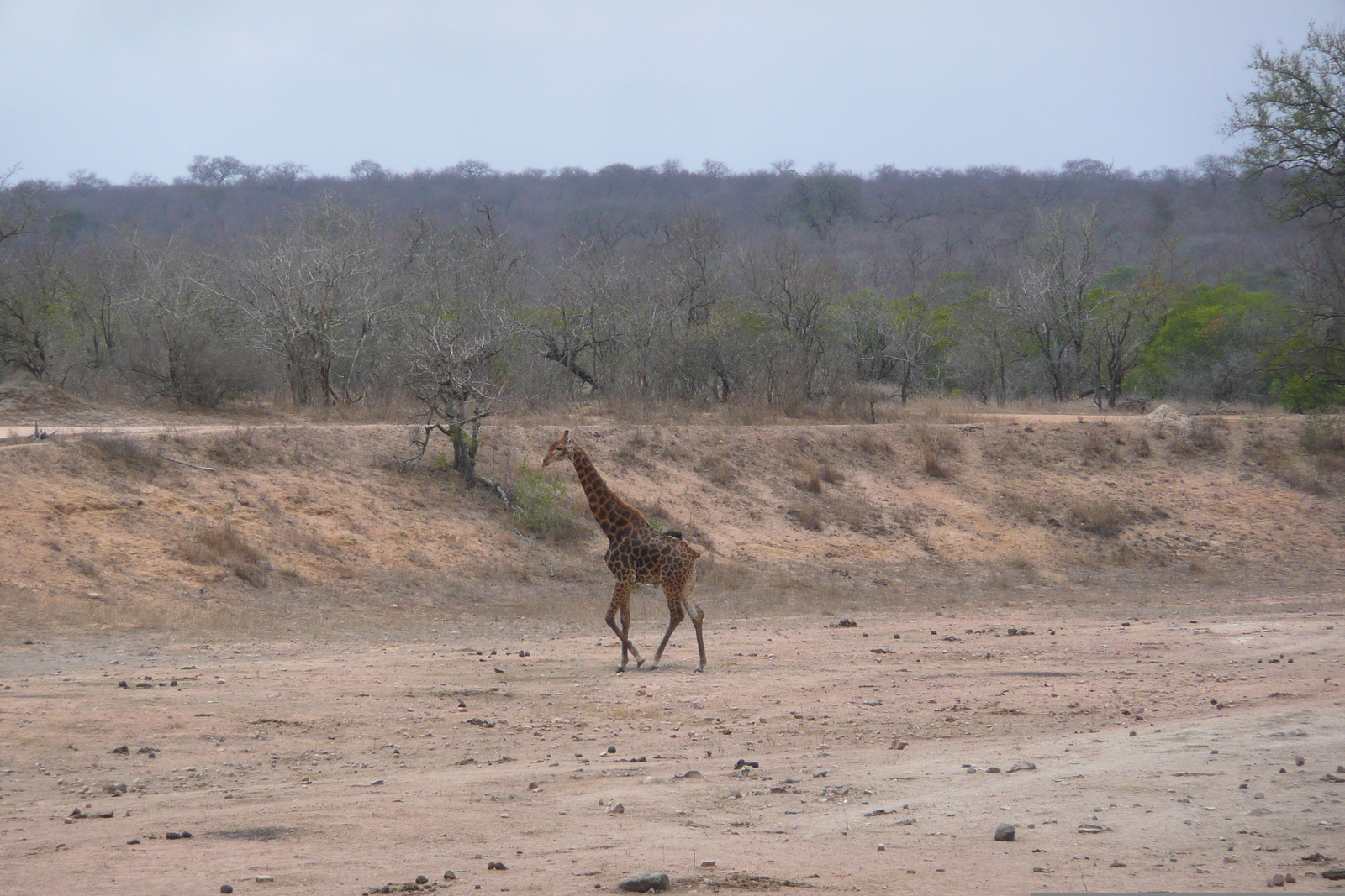 รูปถ่าย แอฟริกาใต้(South Africa) อุทยานแห่งชาติครูเกอร์(Kruger National Park) มปอนโด(Mpondo) 2008-09 10