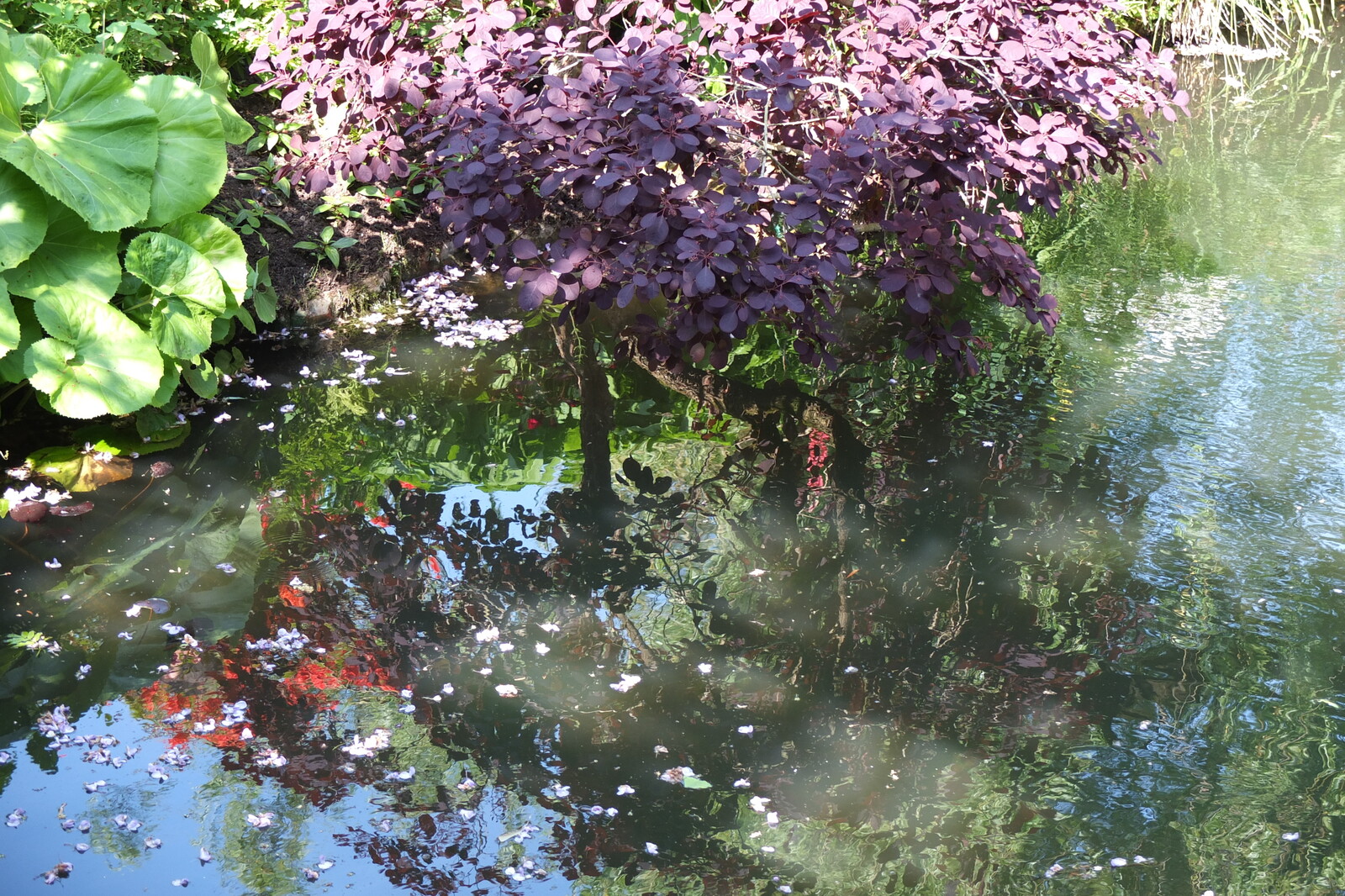 รูปถ่าย ฝรั่งเศส(France) ฌีแวร์นี(Giverny) 2013-06 160