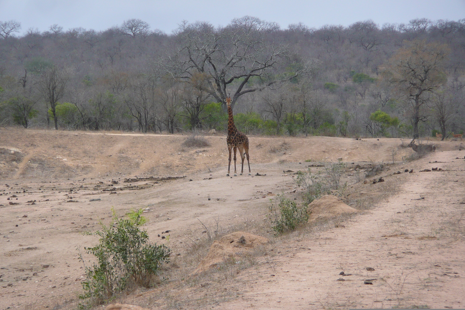 รูปถ่าย แอฟริกาใต้(South Africa) อุทยานแห่งชาติครูเกอร์(Kruger National Park) มปอนโด(Mpondo) 2008-09 14