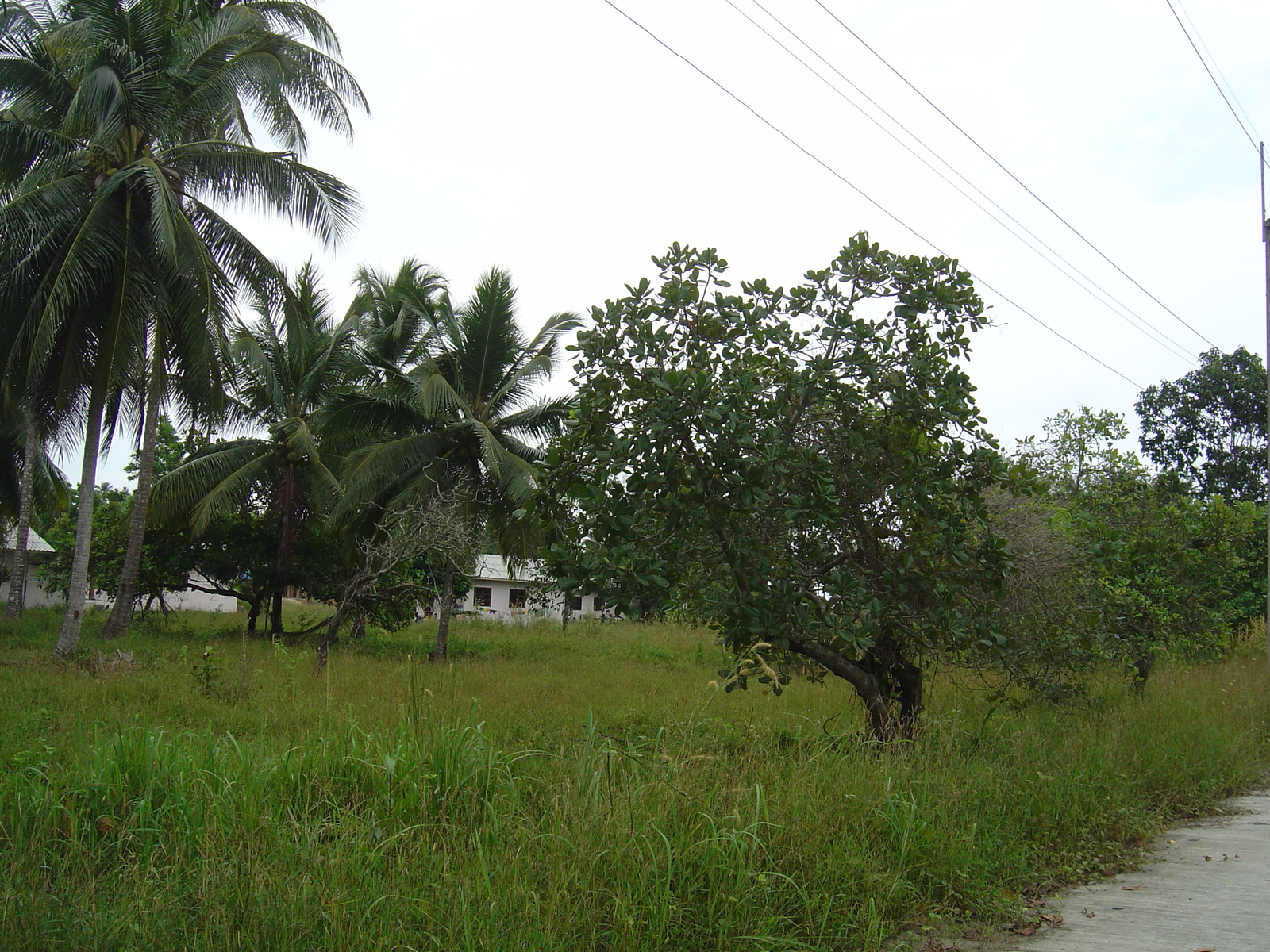 รูปถ่าย ไทย(Thailand) เขาหลัก(Khao Lak) หาดบางสัก(Bang Sak Beach) 2005-12 12