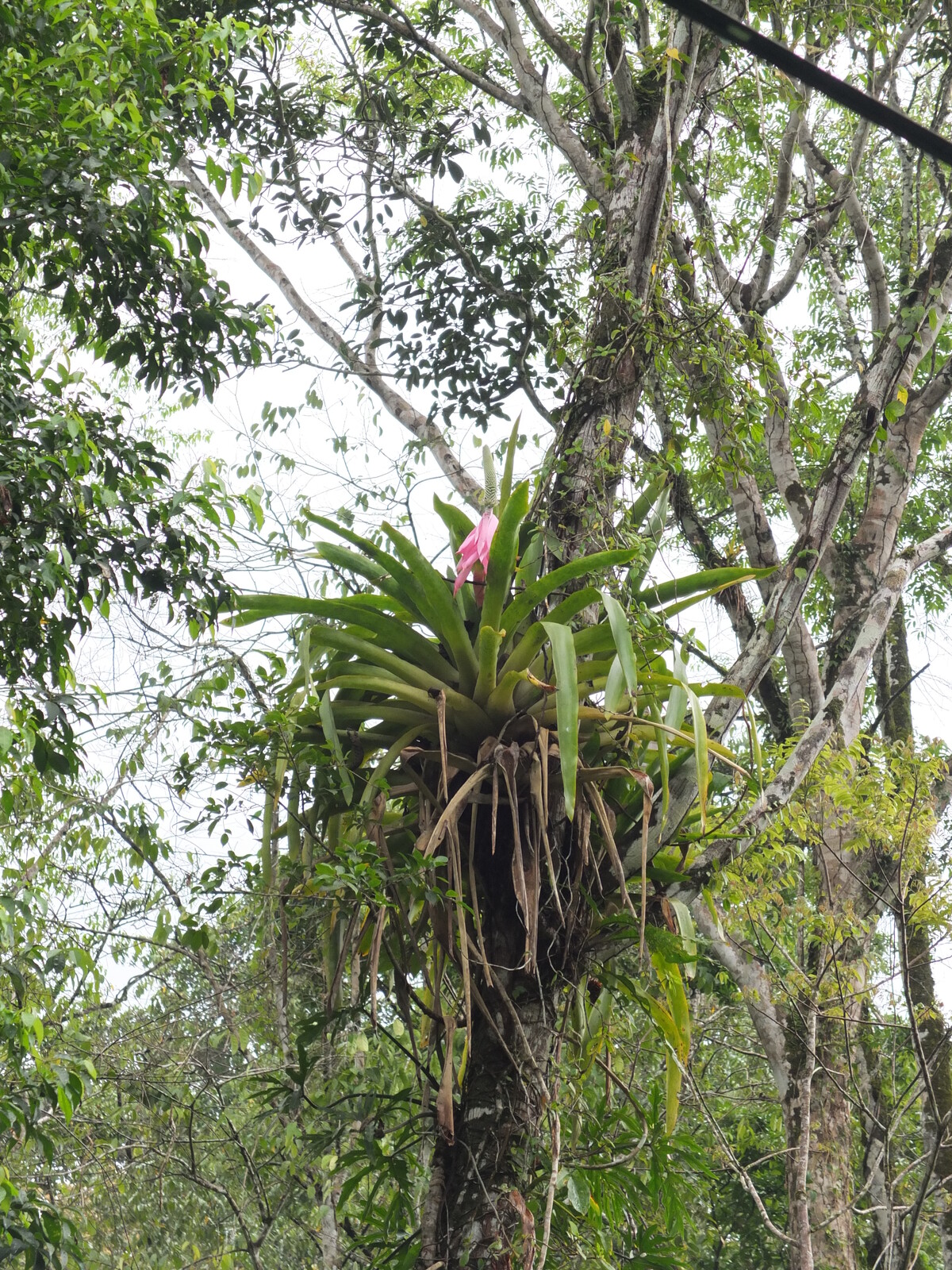 รูปถ่าย คอสตาริกา(Costa Rica) ปวยร์โตเบียโฆเดตาลามังกา(Puerto Viejo de Talamanca) 2015-03 124