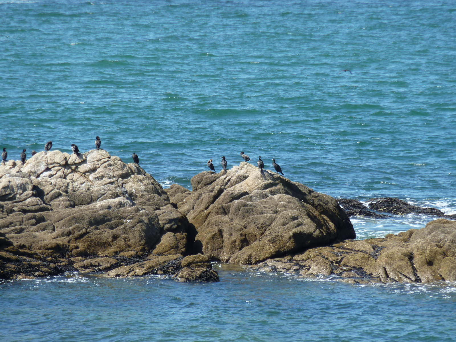 รูปถ่าย ฝรั่งเศส(France) ปีรียัก-ซูร์-แมร์(Piriac sur mer) 2009-08 9