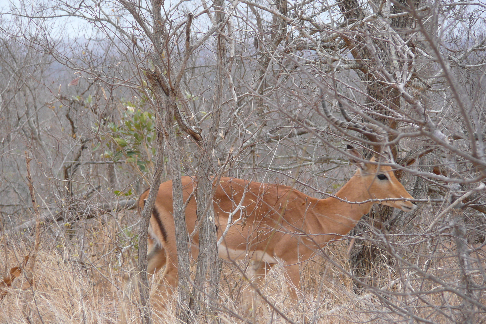 รูปถ่าย แอฟริกาใต้(South Africa) อุทยานแห่งชาติครูเกอร์(Kruger National Park) 2008-09 83