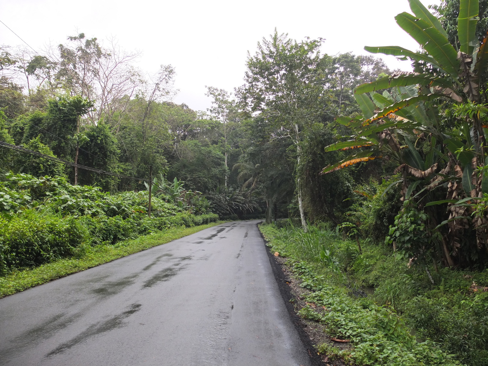รูปถ่าย คอสตาริกา(Costa Rica) ปวยร์โตเบียโฆเดตาลามังกา(Puerto Viejo de Talamanca) 2015-03 11