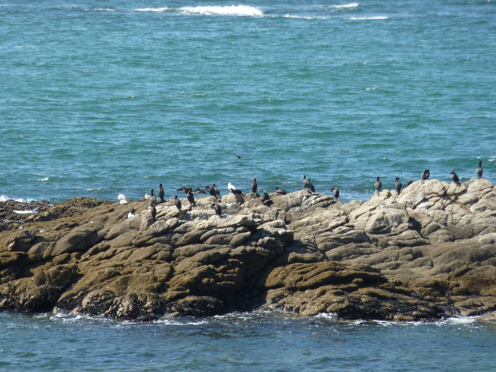 รูปถ่าย ฝรั่งเศส(France) ปีรียัก-ซูร์-แมร์(Piriac sur mer) 2009-08 15