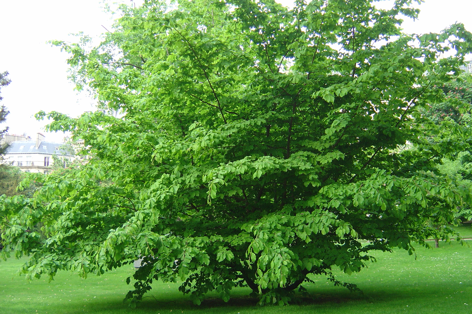 รูปถ่าย ฝรั่งเศส(France) ปารีส(Paris) สวนลักเซมเบิร์ก(Luxembourg Garden) 2007-04 148